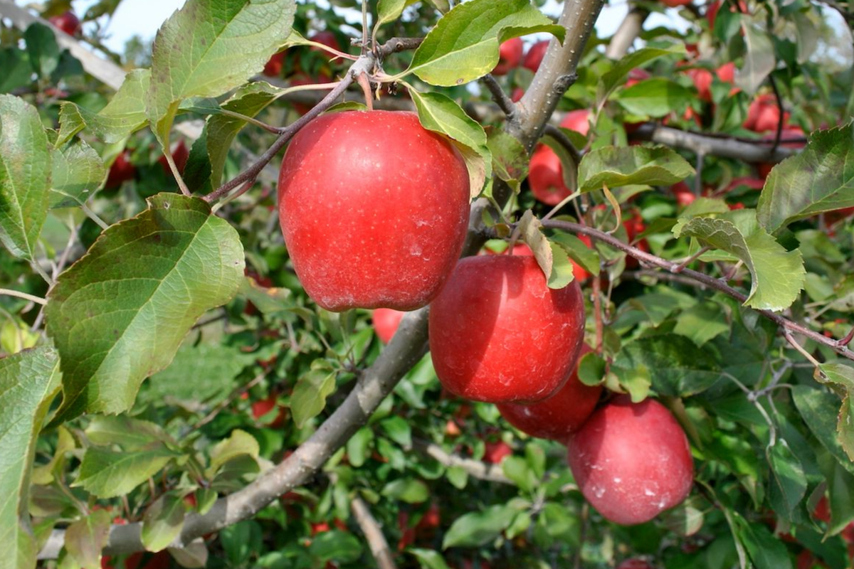 Gala Apple Tree 2-3ft Bare Root, Malus domestica 'Gala', Hardy Zones 5-8, Spring Planting for Orchard or Garden