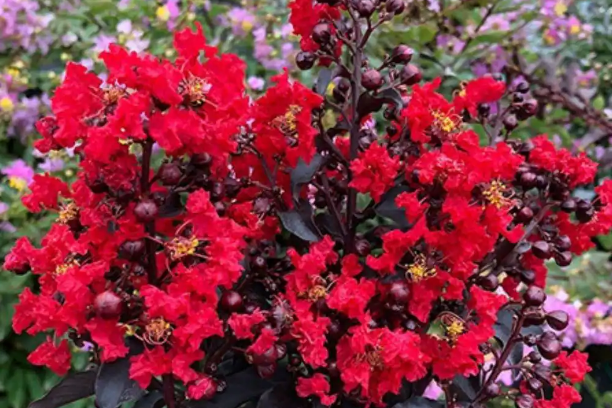 2 Red Crape Myrtle Trees 2ft | Live Bare Root | Fast-Growing Red Blooms | Lagerstroemia indica ‘Red Rocket’ | Zones 7-9