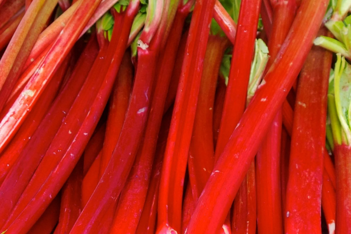 Victoria Rhubarb Crowns - Bare Root for Pies & Jams - Rheum rhabarbarum - Easy to Grow Culinary Plant