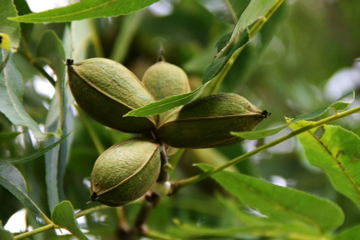 5 Bareroot Pecan Trees 6-12" Tall Nut-Producing Carya illinoensis for Southern Gardens