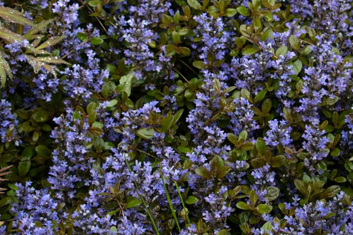 3 Live Ajuga Chocolate Chip Bugleweed Plants - Bare Root Perennial Ground Cover - Ajuga reptans ‘Chocolate Chip’
