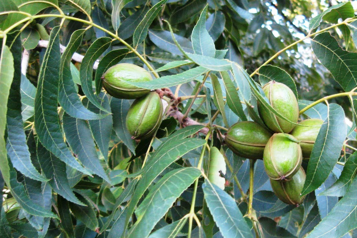 Hardy Pecan Tree Seedlings - 2 Bare Root Live Nut Trees for Planting - Carya illinoinensis - Ideal for Home Orchards
