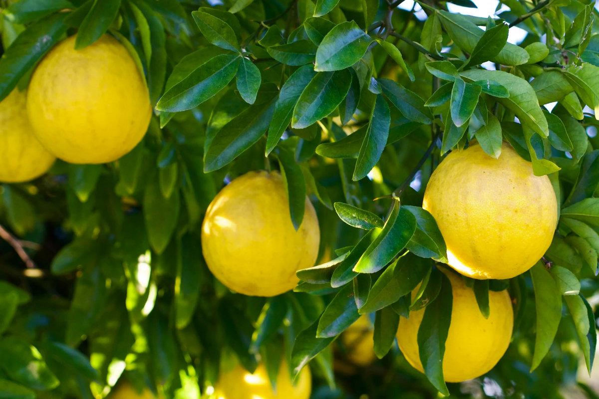 Trifoliate Orange Rootstock - 15 Bare Root Plants - Hardy Citrus for Grafting - Poncirus trifoliata - Disease Resistant