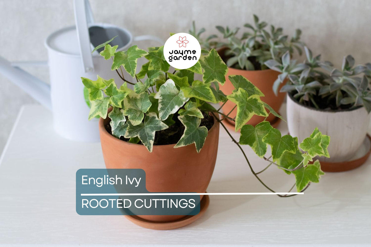 Christmas Cactus Starter Plant - Miss Shimano - Schlumbergera Truncata - Well-Rooted Indoor Cactus for Holiday Decor