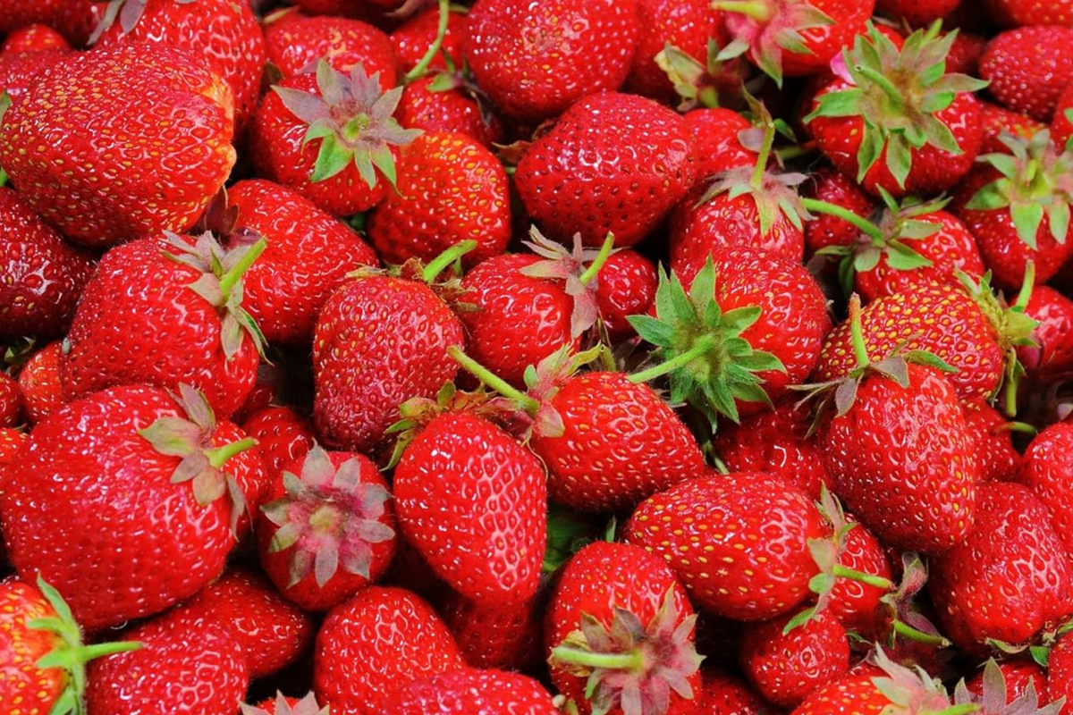 Everbearer Strawberry Plants - 25 Bareroot Ozark Beauty - Fragaria × ananassa 'Ozark Beauty' - Sweet & Hardy, Zones 3-8