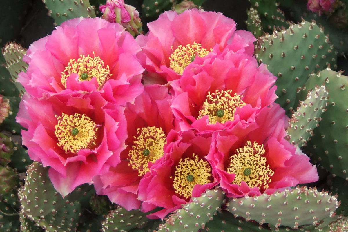 Rooted Cutting Opuntia Hybrid Watermelon Prickly Pear Cactus - Vibrant Pink Blooms, Winter Hardy, Edible Fruit, Low Maintenance