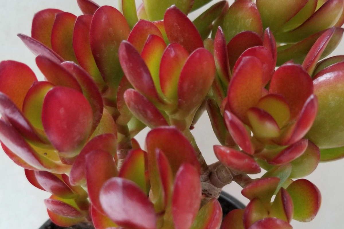 Rare Red Akai Jade Succulent Cutting 5-6" Unrooted Crassula Ovata - Unique Color for Propagation and Indoor Gardens