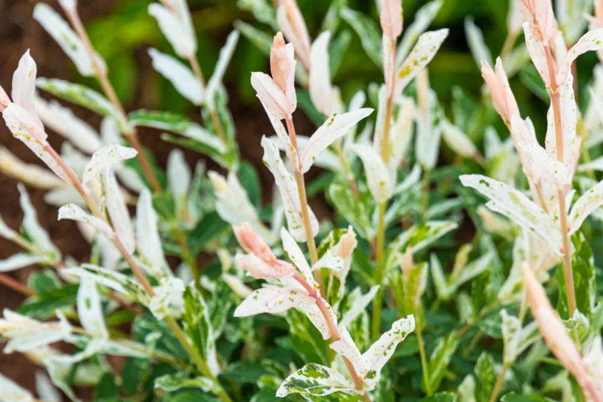 Dappled Willow Cutting - Variegated Foliage, Salix integra 'Hakuro Nishiki', Easy Care Garden Plant, Twisting Branches