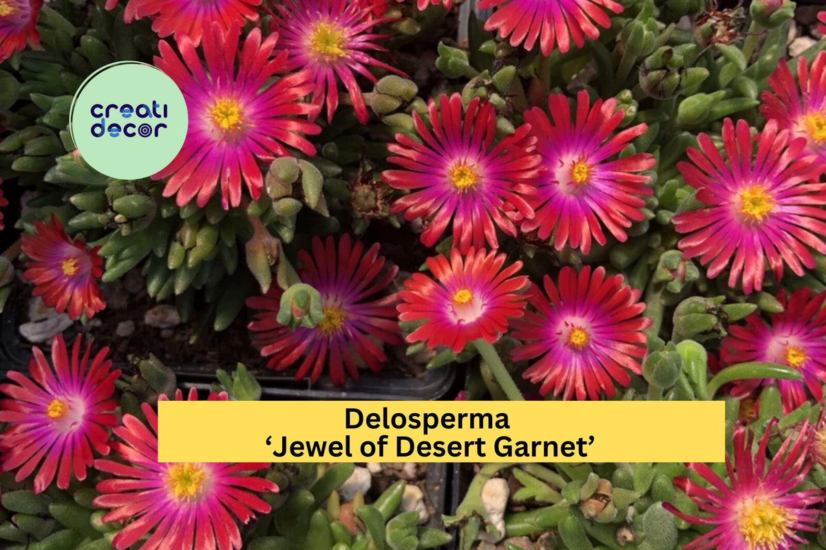 Christmas Cactus Starter Plant - Miss Shimano - Schlumbergera Truncata - Well-Rooted Indoor Cactus for Holiday Decor