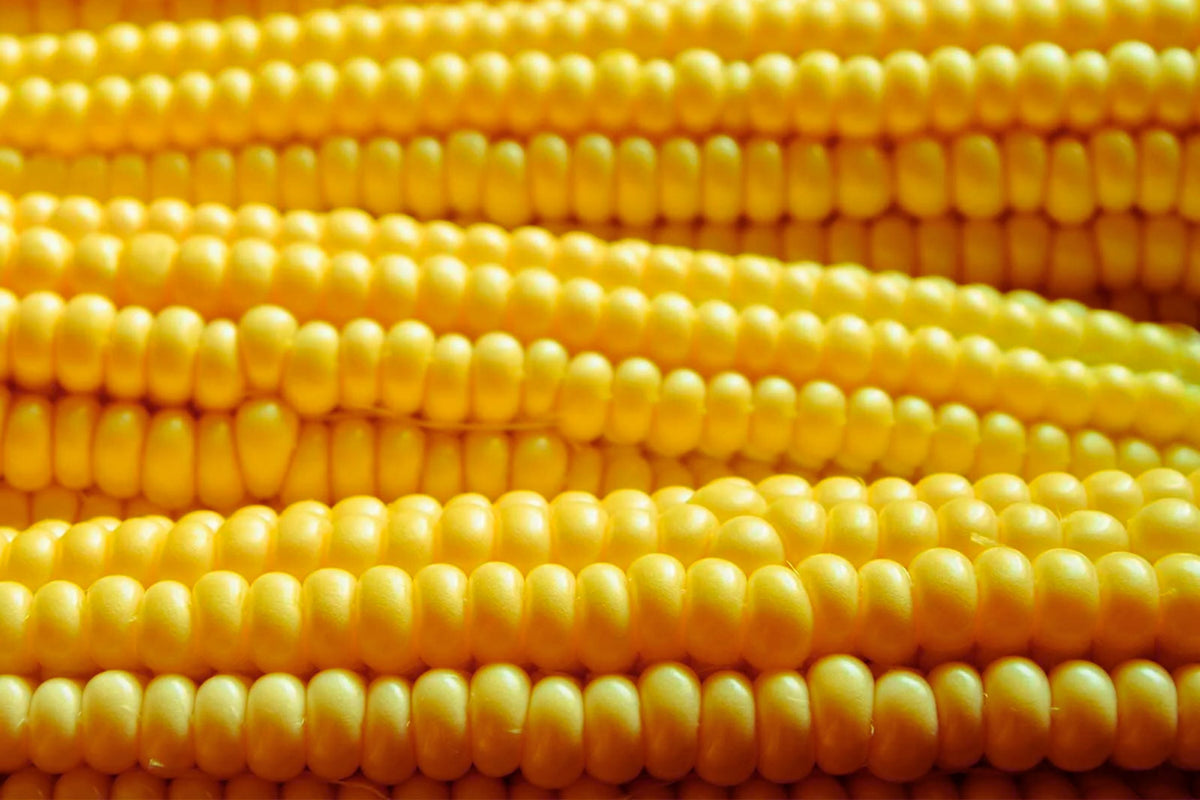 Yellow Popcorn Corn Seeds | Non-GMO Bulk Garden Seeds | Zea mays everta | Perfect for Home Gardens