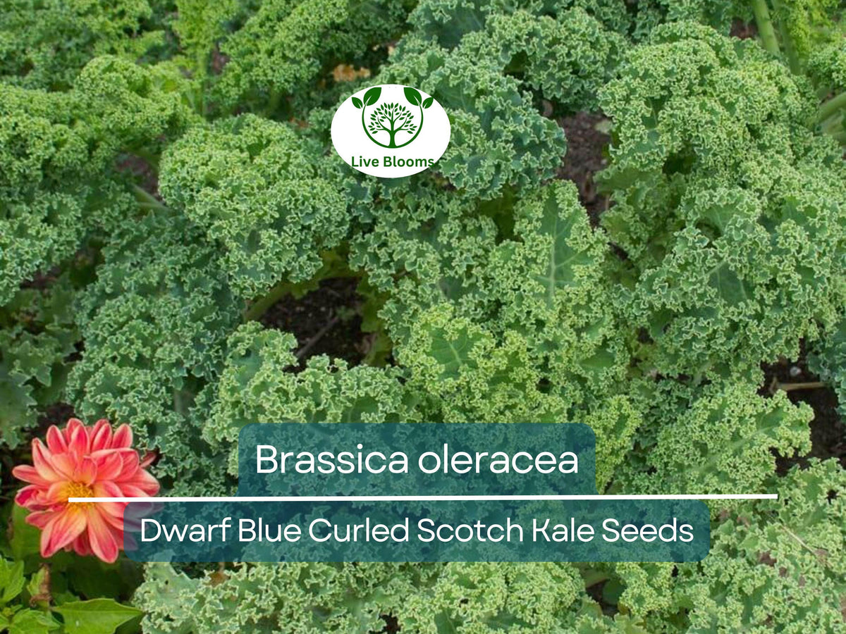 350 Dwarf Blue Curled Scotch Kale Seeds - Brassica oleracea - Organic, Non-GMO, Nutrient-Rich Kale for Salads & Cooking