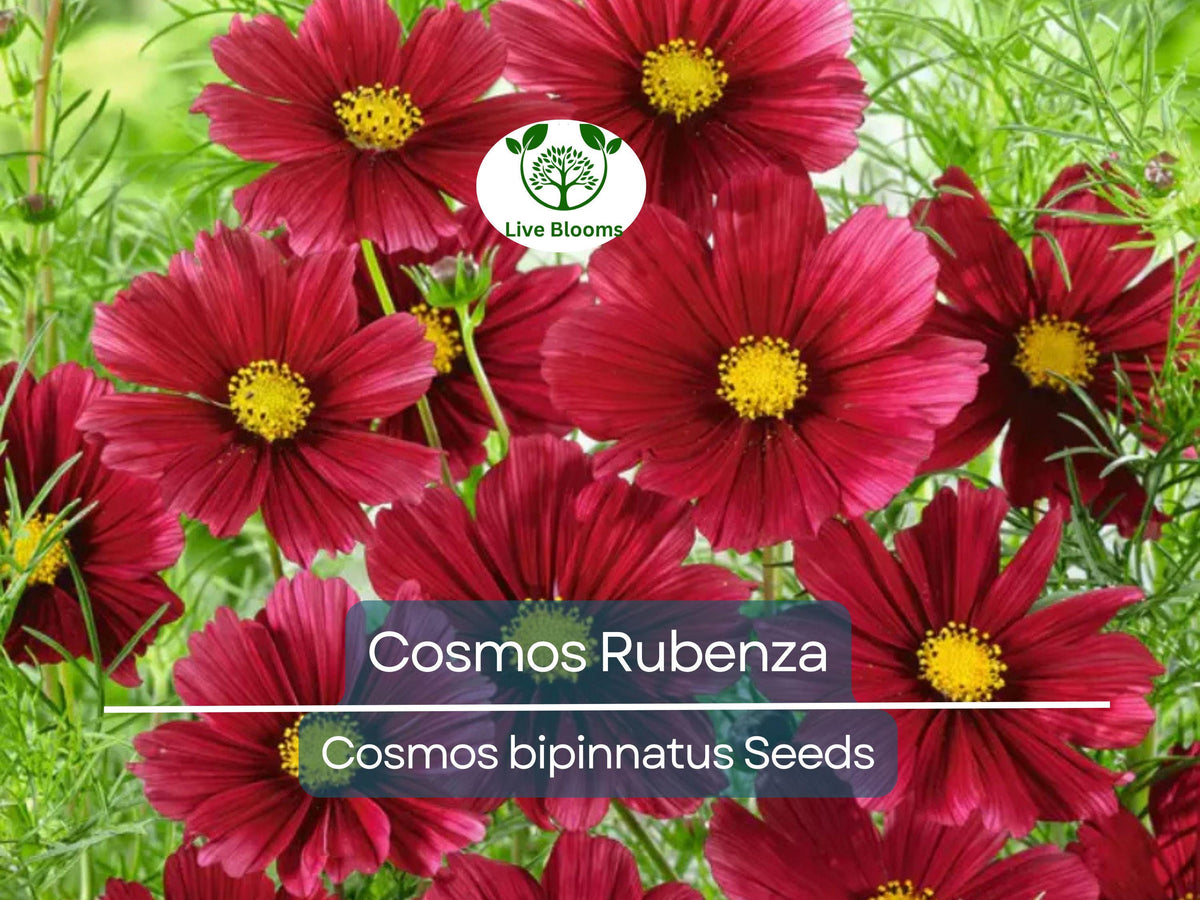 Cosmos Seeds 40 Pack - Dwarf Ruby Red Blooms - Cosmos bipinnatus - Non-GMO Annual for Pollinators and Easy Gardens
