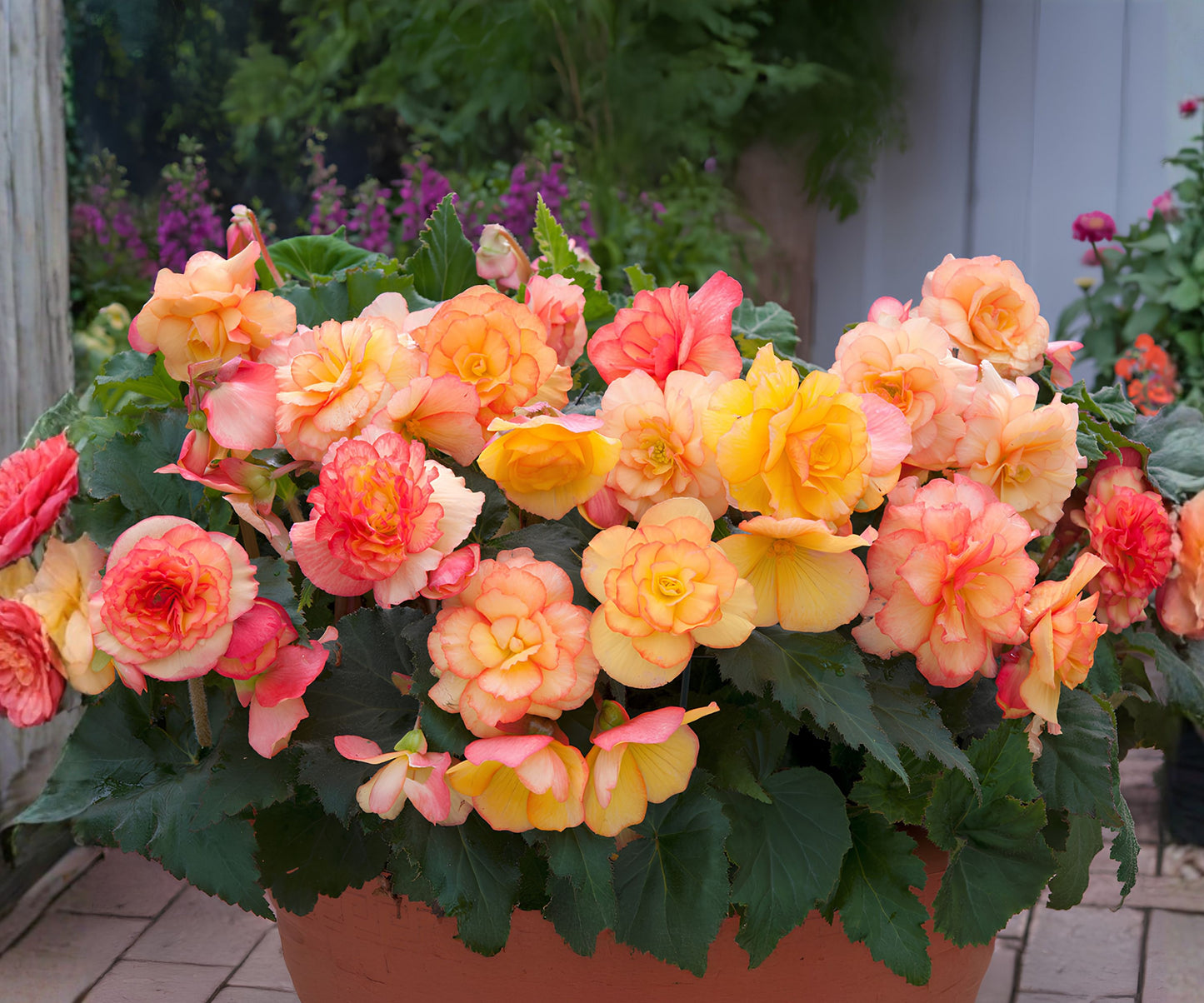 Sunset Embers Begonia Seeds - 45 Seeds - Colorful Flower Seeds - Begonia x tuberhybrida