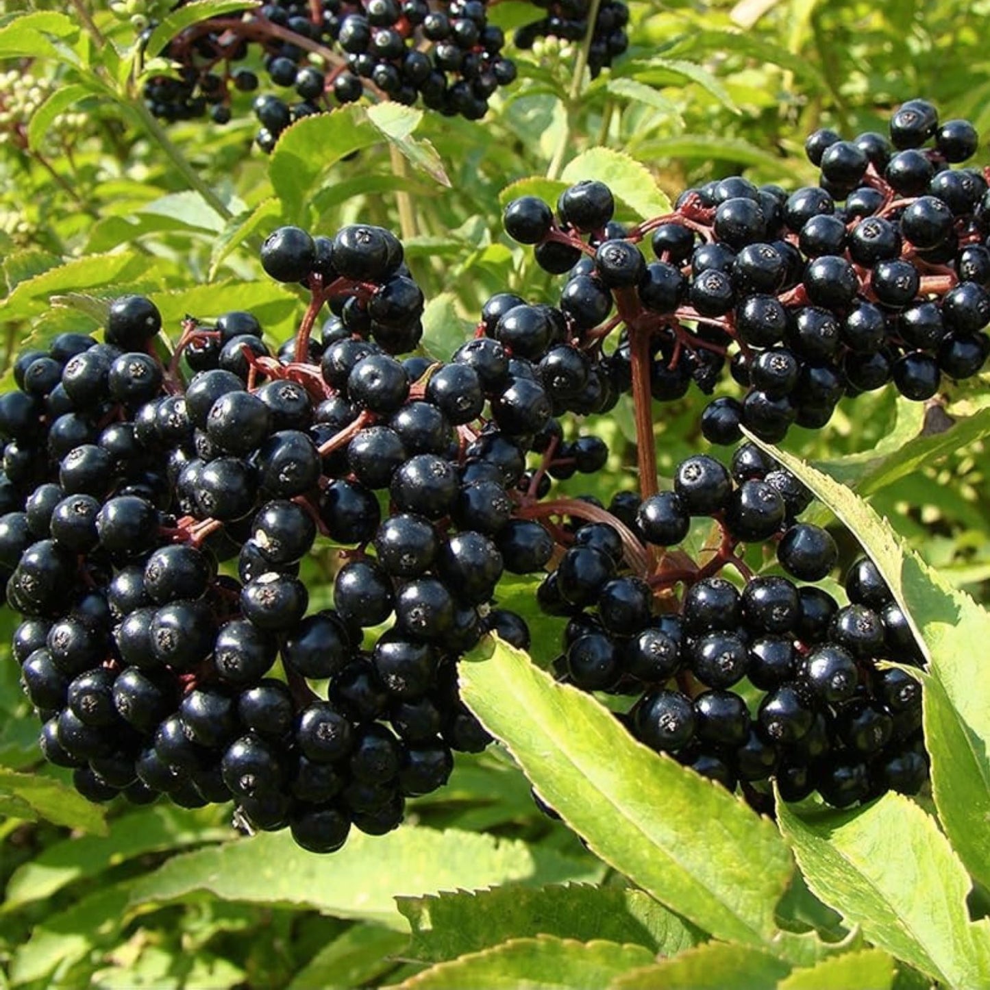 Sable Elderberry Seeds - 175 or 450 Non-GMO Berry Seeds (Sambucus nigra) - Healthy Fruit Seeds for Planting