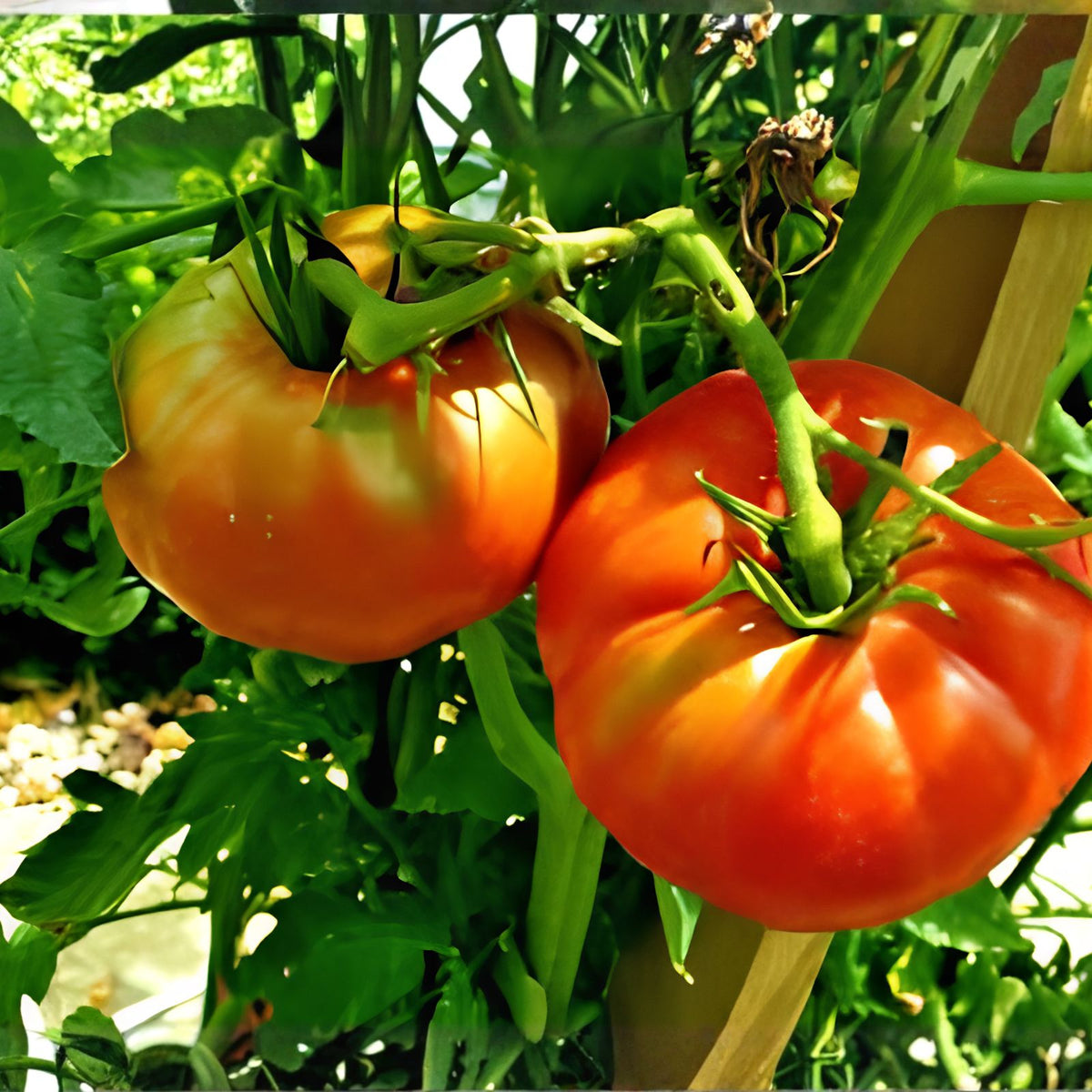 Organic Heirloom Pink Ponderosa Tomato Seeds - 50+ Count for Vegetable Garden & Container Gardening