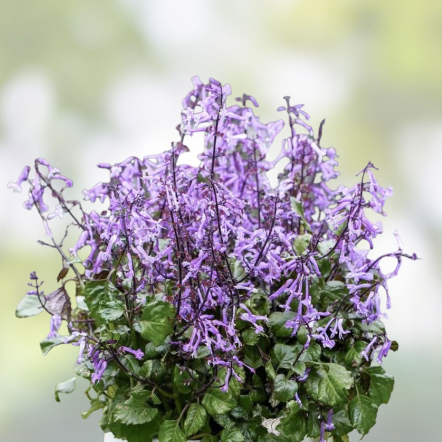 Amethyst Breeze Mum Seeds - 200+ Chrysanthemum Flower Seeds - Purple Blooming Variety - Ideal for Gardens