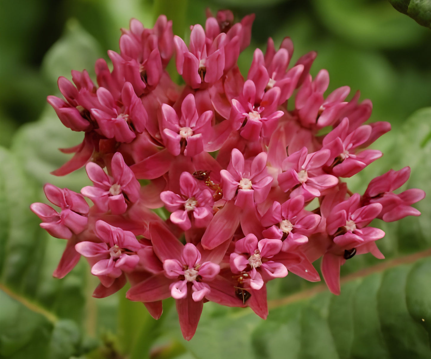 Asclepias Purpurascens Seeds - 200 Count Purple Milkweed for Butterflies - Exotic Flower Seeds