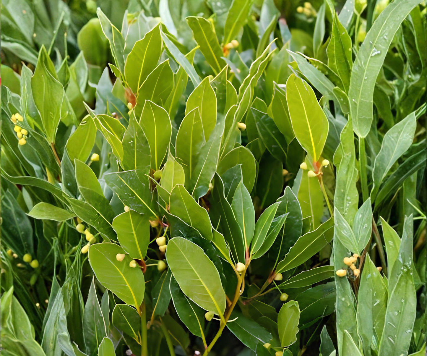 Bay Leaf Tree Starter Plant - Laurus nobilis - Bay Laurel - Sweet Bay - Rooted Small Size