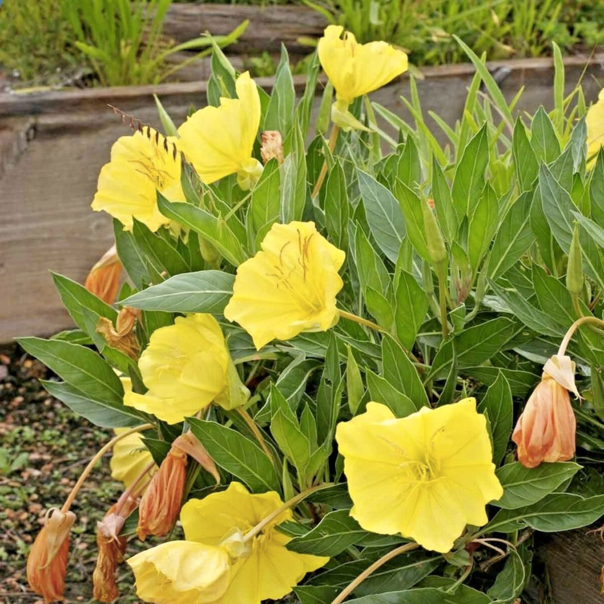 Missouri Yellow Primrose 100 Seeds | Flower Seeds | Oenothera missouriensis | Garden Planting Supplies