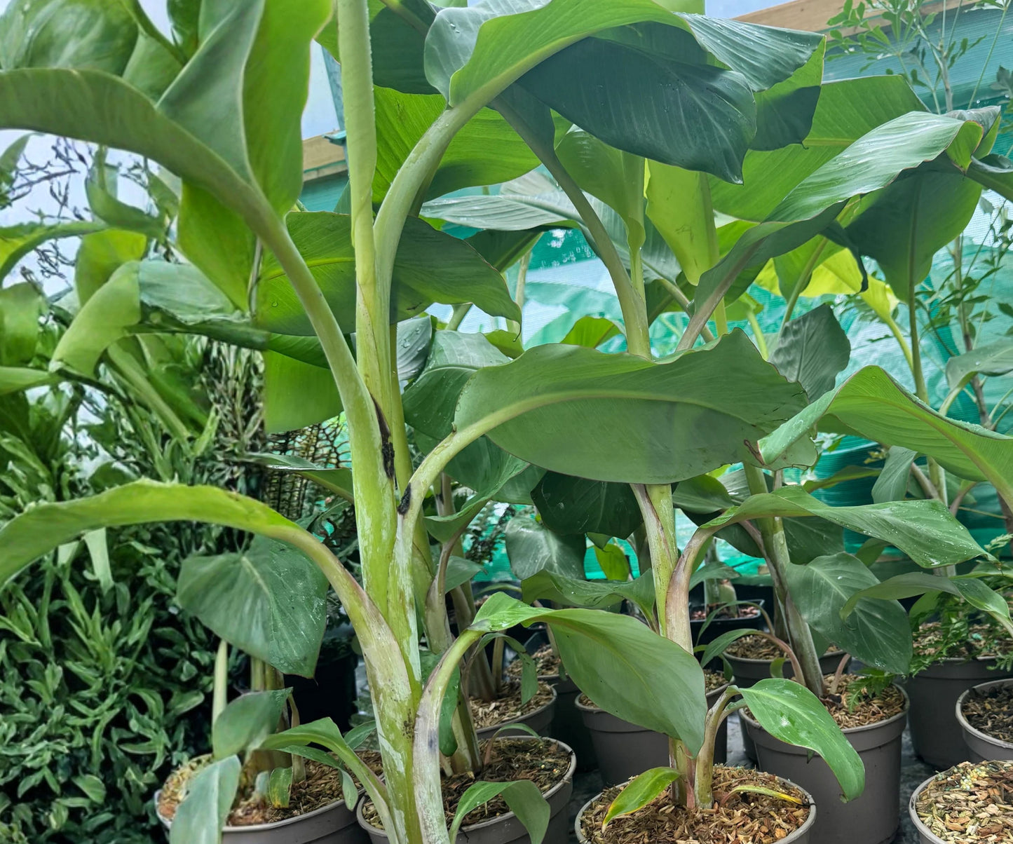 Ice Cream Banana Starter Plant - Rooted Indoor Potted Plant - Musa Acuminata Variegata