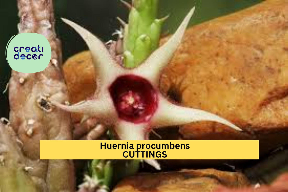 Christmas Cactus Starter Plant - Miss Shimano - Schlumbergera Truncata - Well-Rooted Indoor Cactus for Holiday Decor