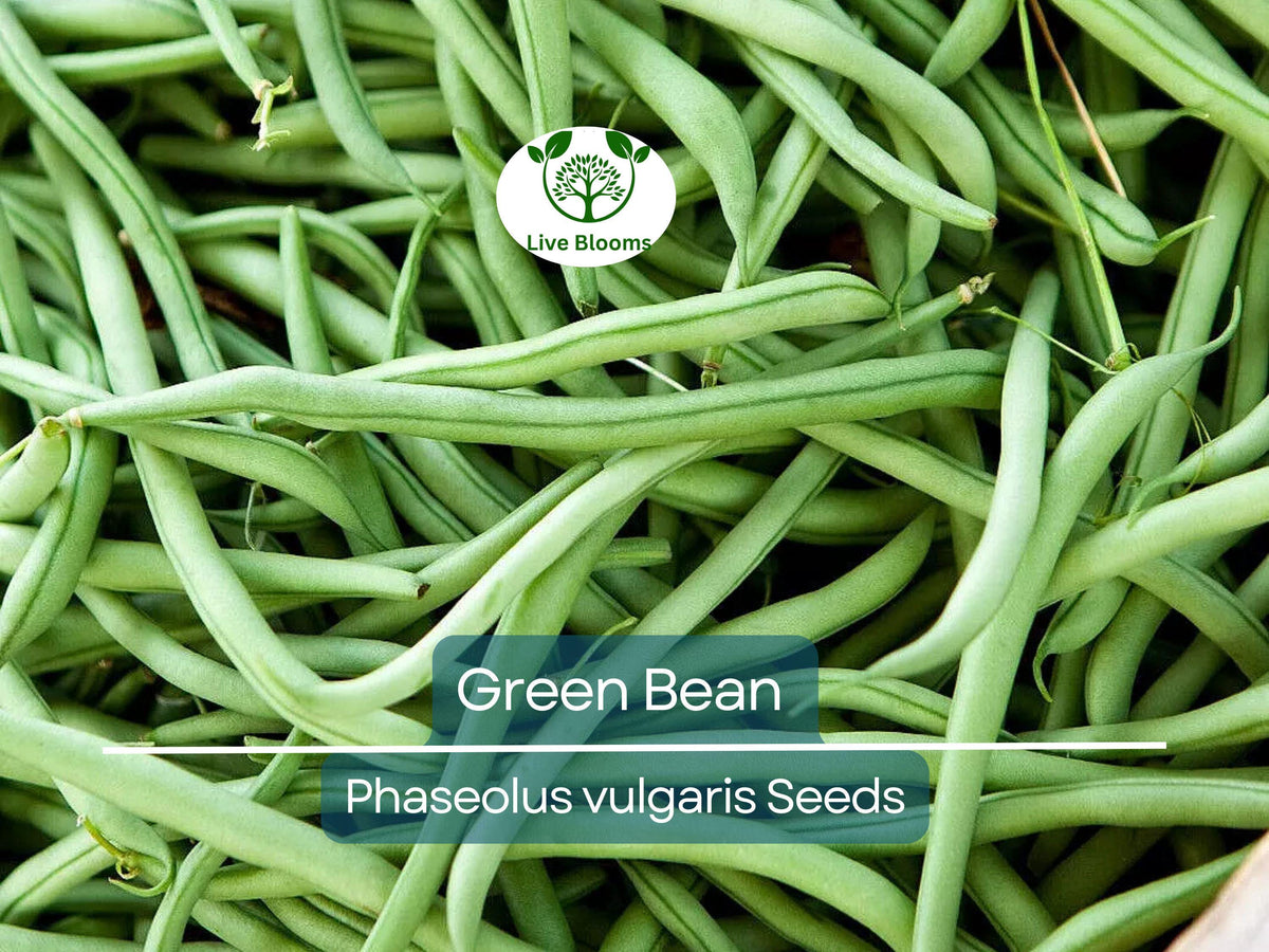 100 Green Bean Seeds - Bulk Jade Bush Beans (Phaseolus vulgaris) - High Yield, Easy to Grow, Non-GMO Vegetable Seeds for Garden