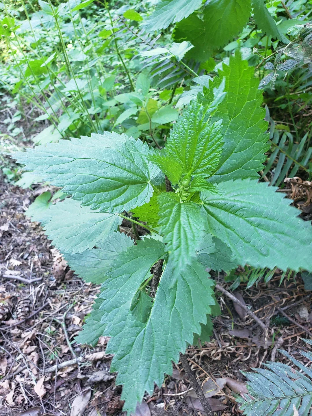 Large Bareroot Roots Wild Stinging Wood Nettle 10 Pack, Laportea canadensis - Hardy Perennial for Woodland Gardens