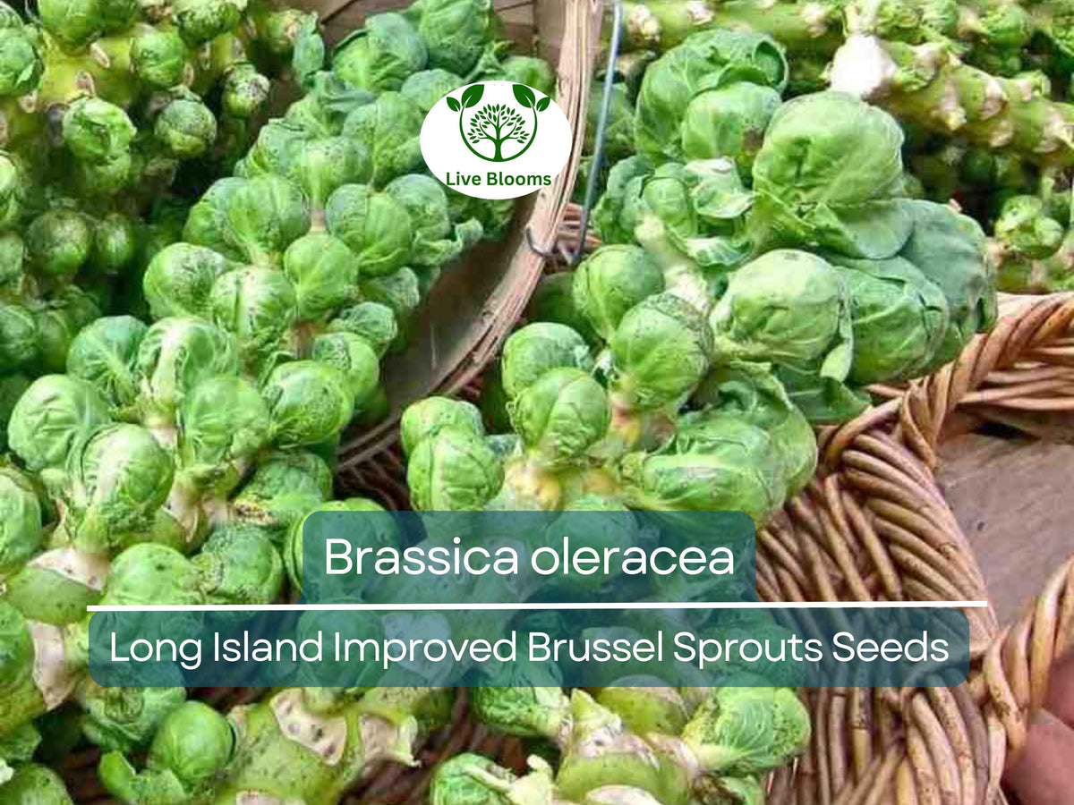 250 Seeds Long Island Improved Brussel Sprouts | Brassica oleracea | Heirloom Variety for Gardening & Nutritious Harvest