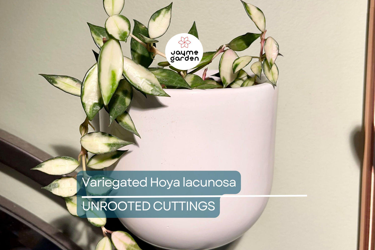 Christmas Cactus Starter Plant - Miss Shimano - Schlumbergera Truncata - Well-Rooted Indoor Cactus for Holiday Decor