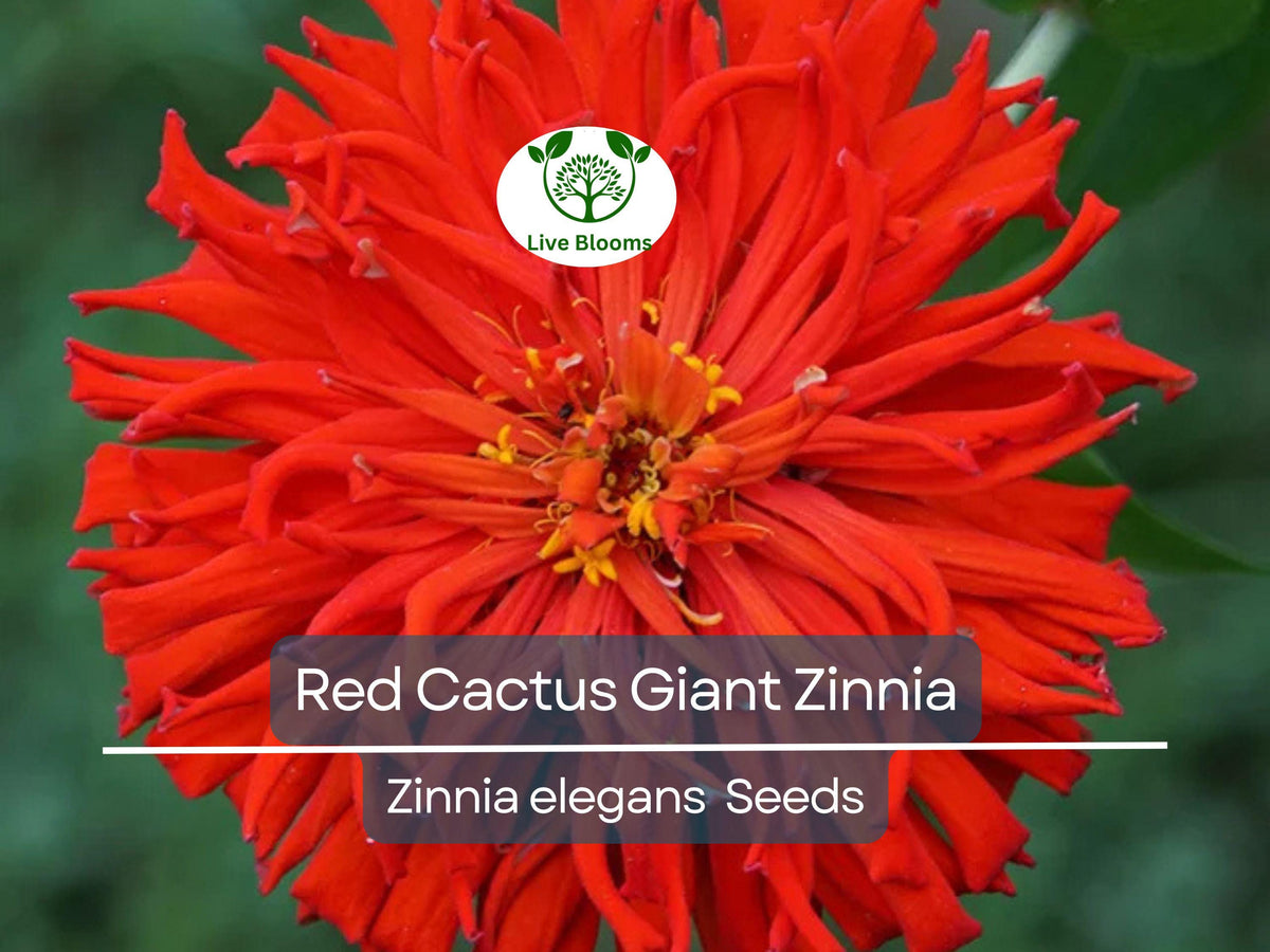 Zinnia Seeds 100 Count Red Cactus Giant Zinnia elegans Non-GMO Cut Flower Seeds for Vibrant Garden Blooms