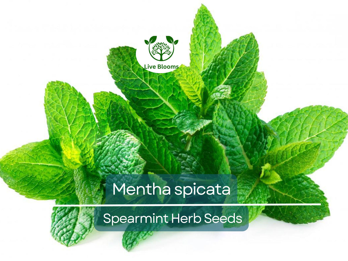 30 mg Spearmint Seeds - Fresh Mint for Planting, Culinary & Tea Uses - Mentha spicata, Aromatic Herb for Gardens & Containers