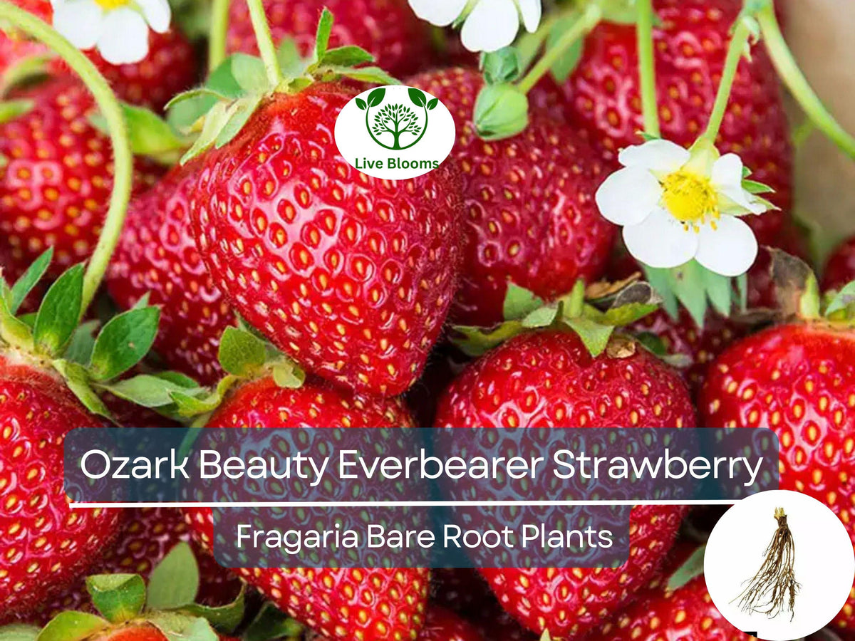 Everbearing Strawberry Plants - 10 Bare Root Ozark Beauty - Fragaria × ananassa - Heirloom, Sweet, Hardy Garden Starter