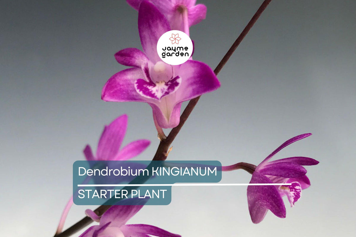 Christmas Cactus Starter Plant - Miss Shimano - Schlumbergera Truncata - Well-Rooted Indoor Cactus for Holiday Decor