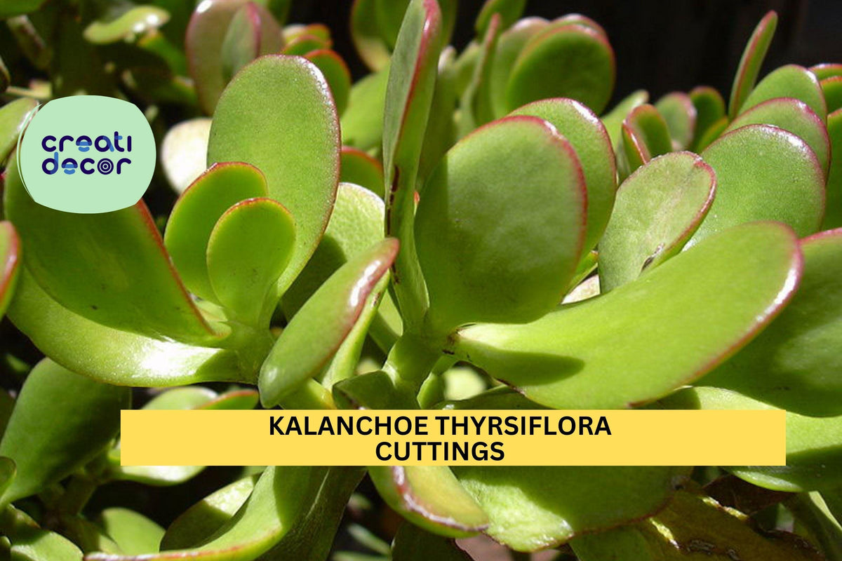 Christmas Cactus Starter Plant - Miss Shimano - Schlumbergera Truncata - Well-Rooted Indoor Cactus for Holiday Decor
