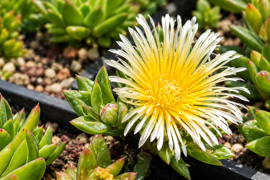 1 Sceletium Tortousum Kanna rare live rooted plant