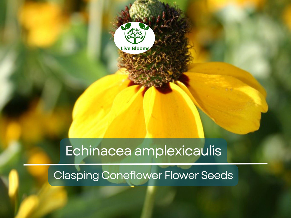 200 Clasping Coneflower Seeds - Echinacea amplexicaulis, Hardy Perennial Wildflower, Attracts Pollinators, Easy to Grow