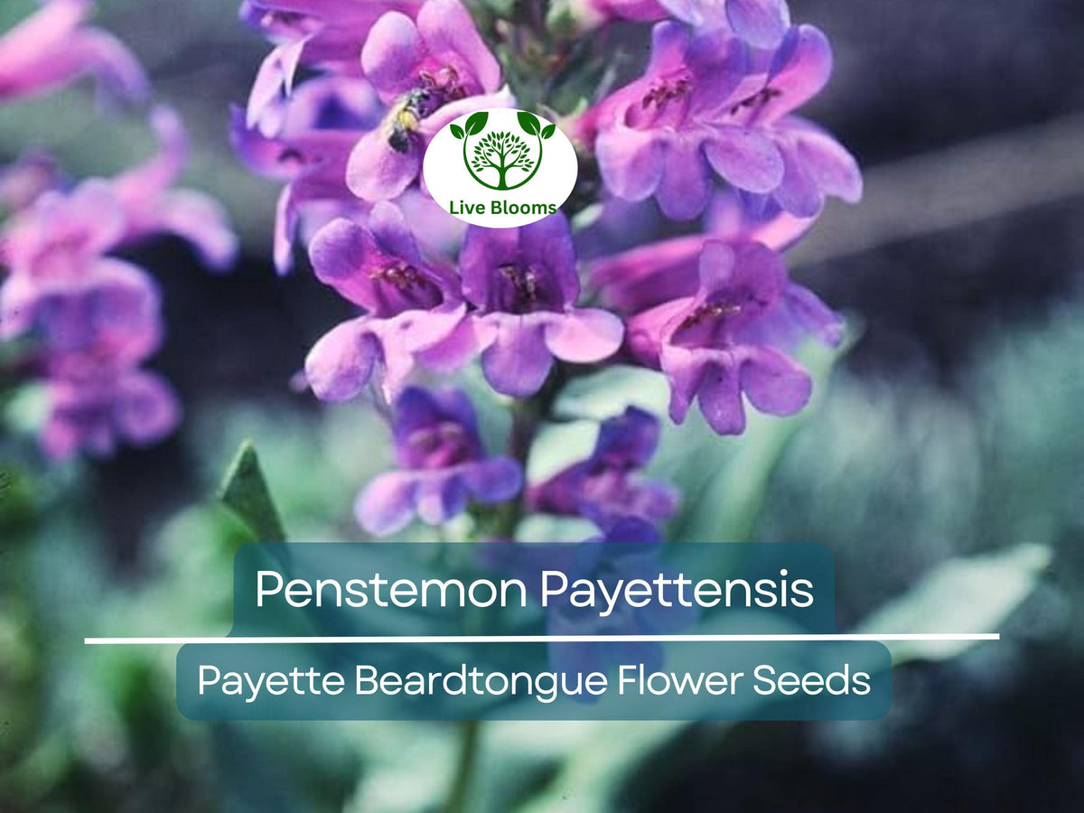100 mg Seeds Penstemon Payettensis - Payette Beardtongue Wildflower for Pollinator Gardens, Native Plant for Well-Drained Soils