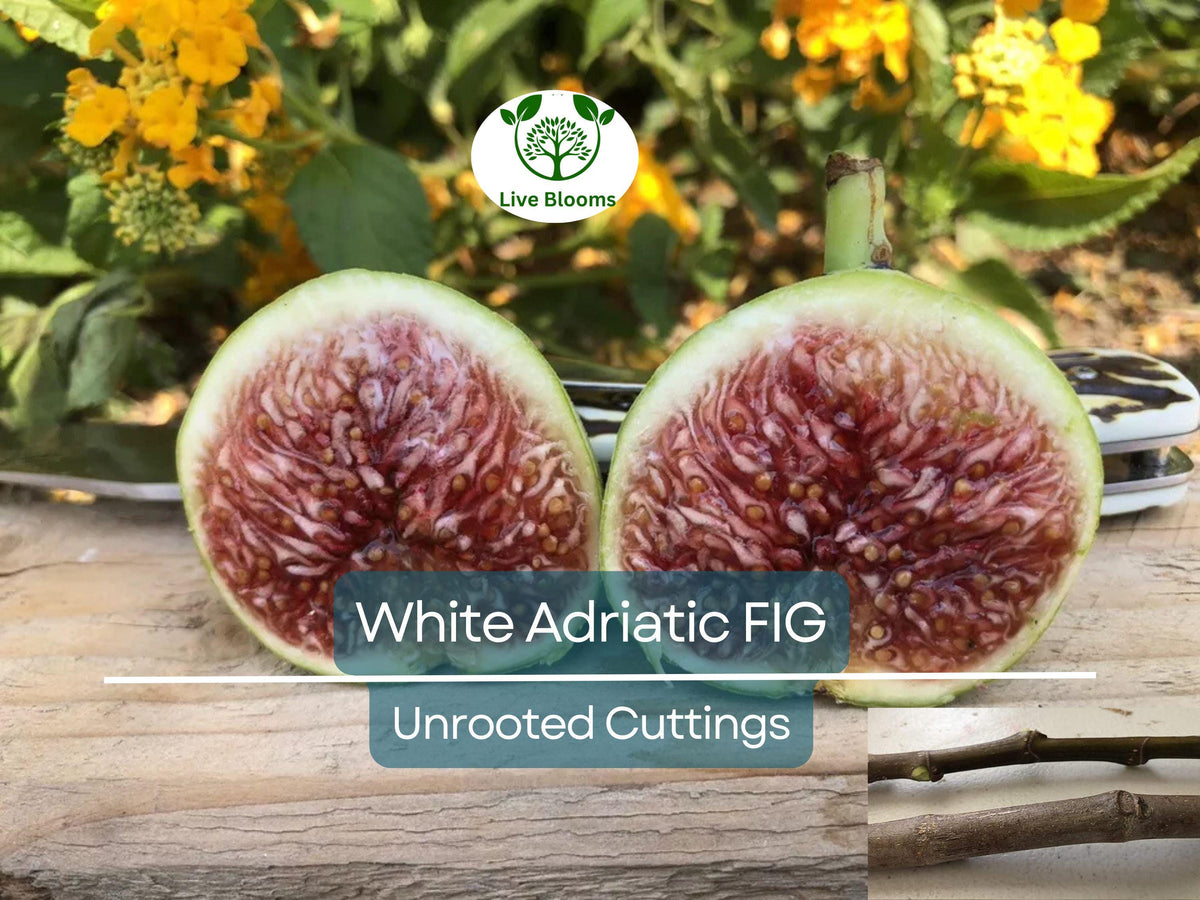 3 Unrooted Cuttings White Adriatic Fig Tree | Ficus carica | Rare Sweet Fruit, Easy to Grow, Indoor/Outdoor Plant