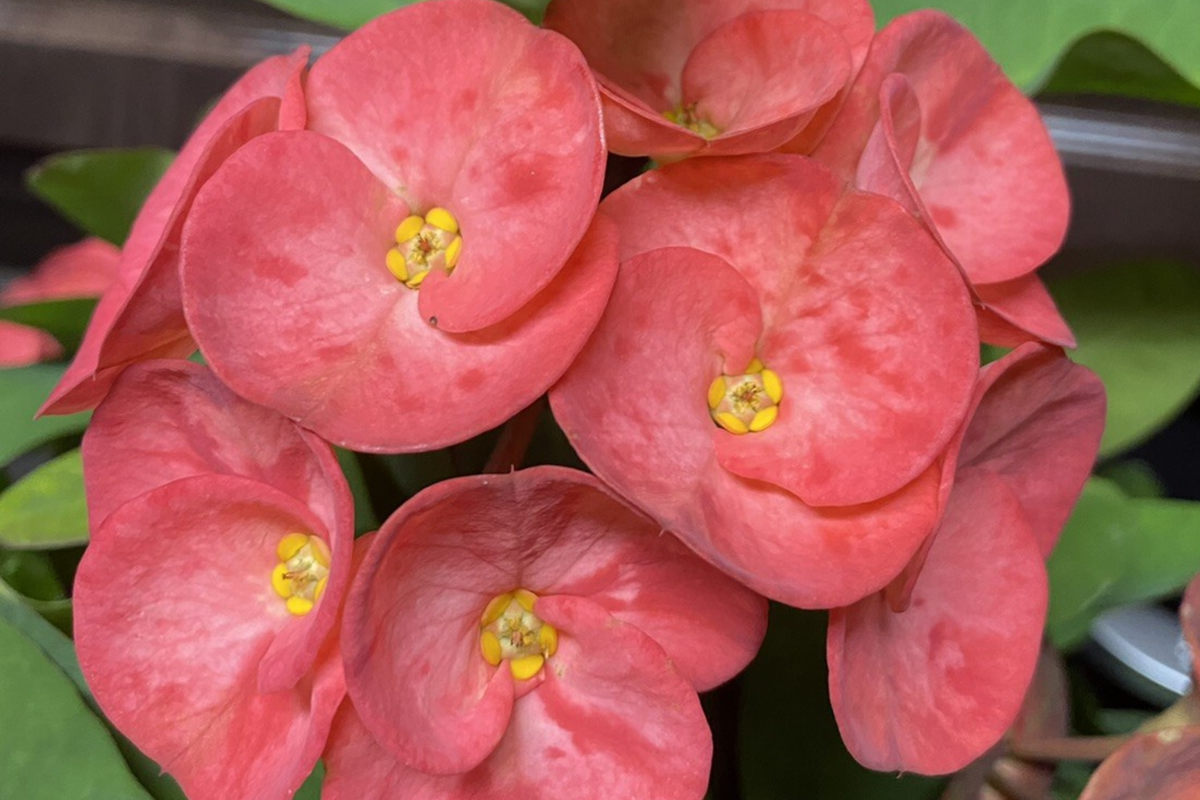 Rainbow Crown of Thorns Cutting (1) - Unrooted Euphorbia milii, Colorful Blooms, Easy to Grow Succulent, Drought-Tolerant Plant