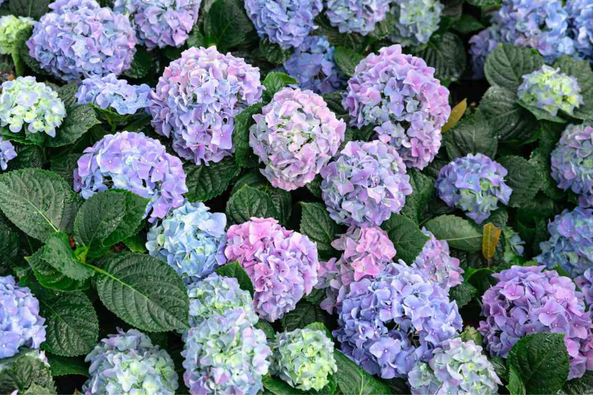 10 Unrooted Deep Blue Hydrangea Cuttings - Hydrangea macrophylla - Perfect for Propagation and Gardening Projects