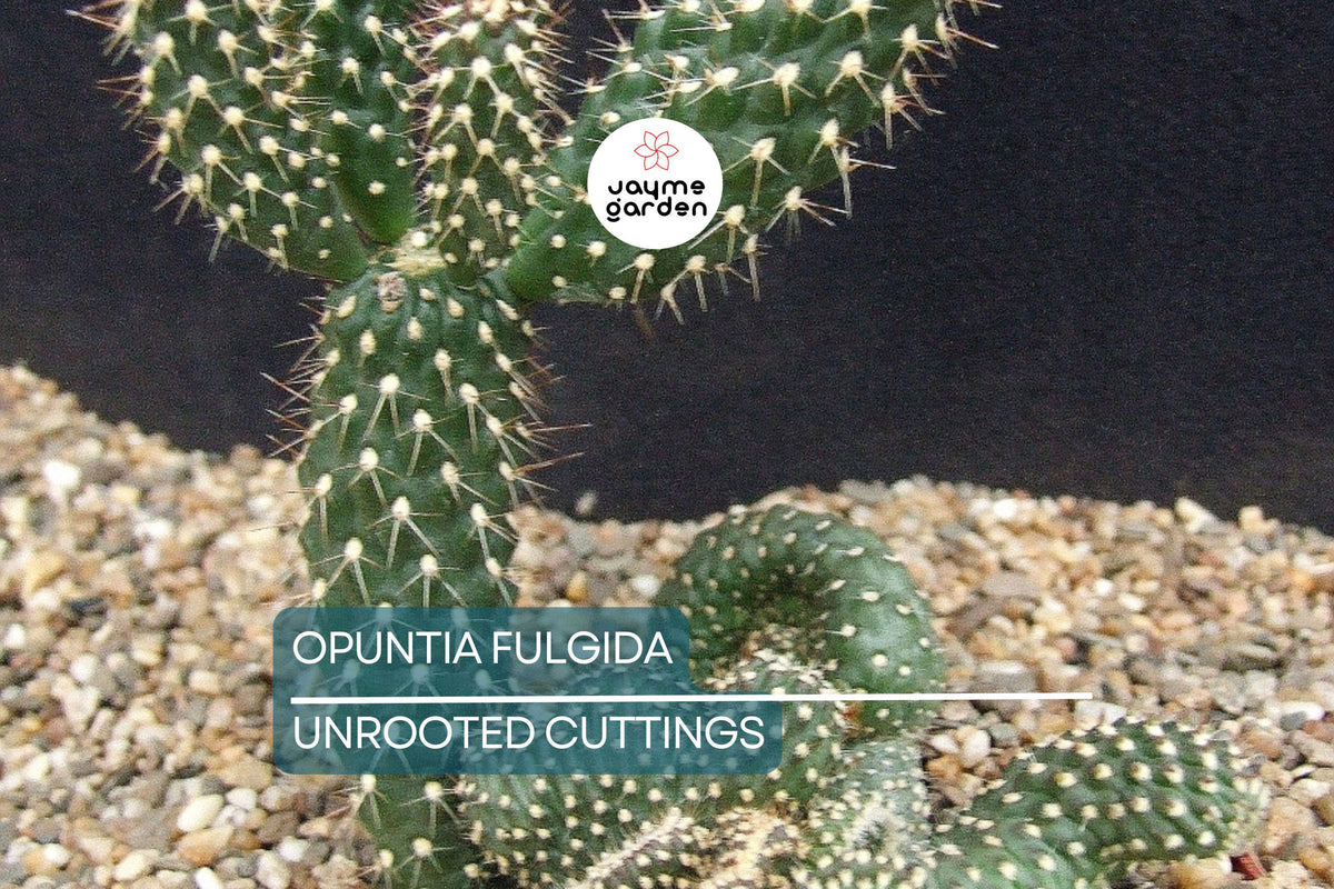 Christmas Cactus Starter Plant - Miss Shimano - Schlumbergera Truncata - Well-Rooted Indoor Cactus for Holiday Decor