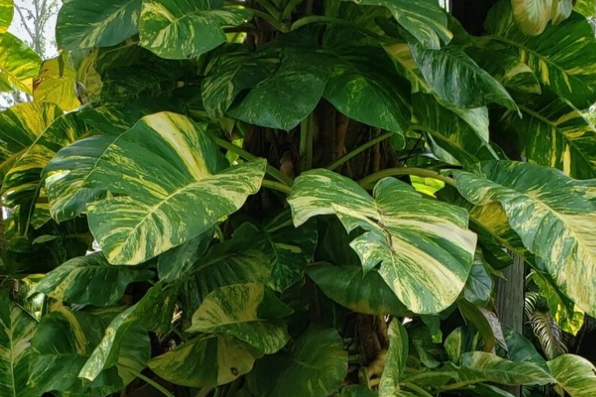 Giant Variegated Golden Pothos 3-Node Cutting - Epipremnum aureum - Hawaiian Grown Houseplant, Easy Care Climbing Vine