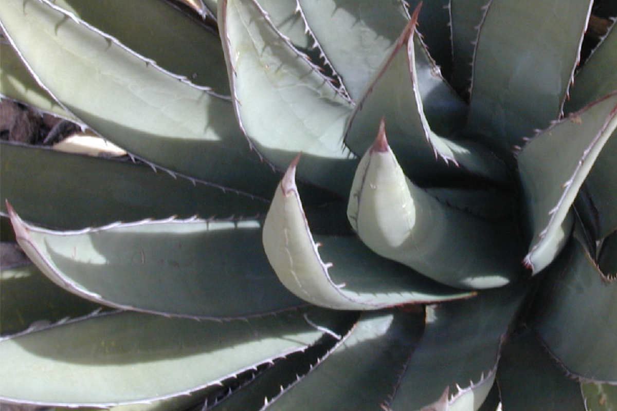 Agave lechuguilla Leaf Cutting - 10 Leaves - Rare Desert Succulent Starter Plant - Drought-Tolerant Xeriscaping Option