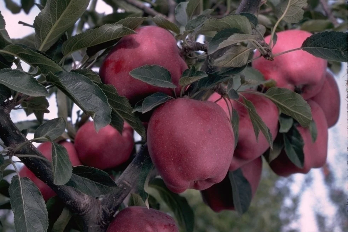 Live Arkansas Black Apple Tree - 2-3ft, Cold Hardy, Rare Dark Fruit, Malus domestica ‘Arkansas Black’ - Perfect for Home Orchards