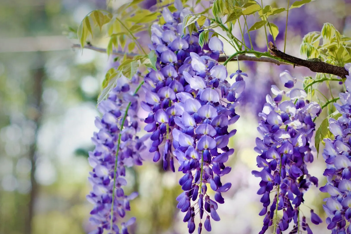 Blue Chinese Wisteria Tree 1-2ft Bare Root Live Plant - Fast Growing Vine with Stunning Blue Flowers (Wisteria sinensis)