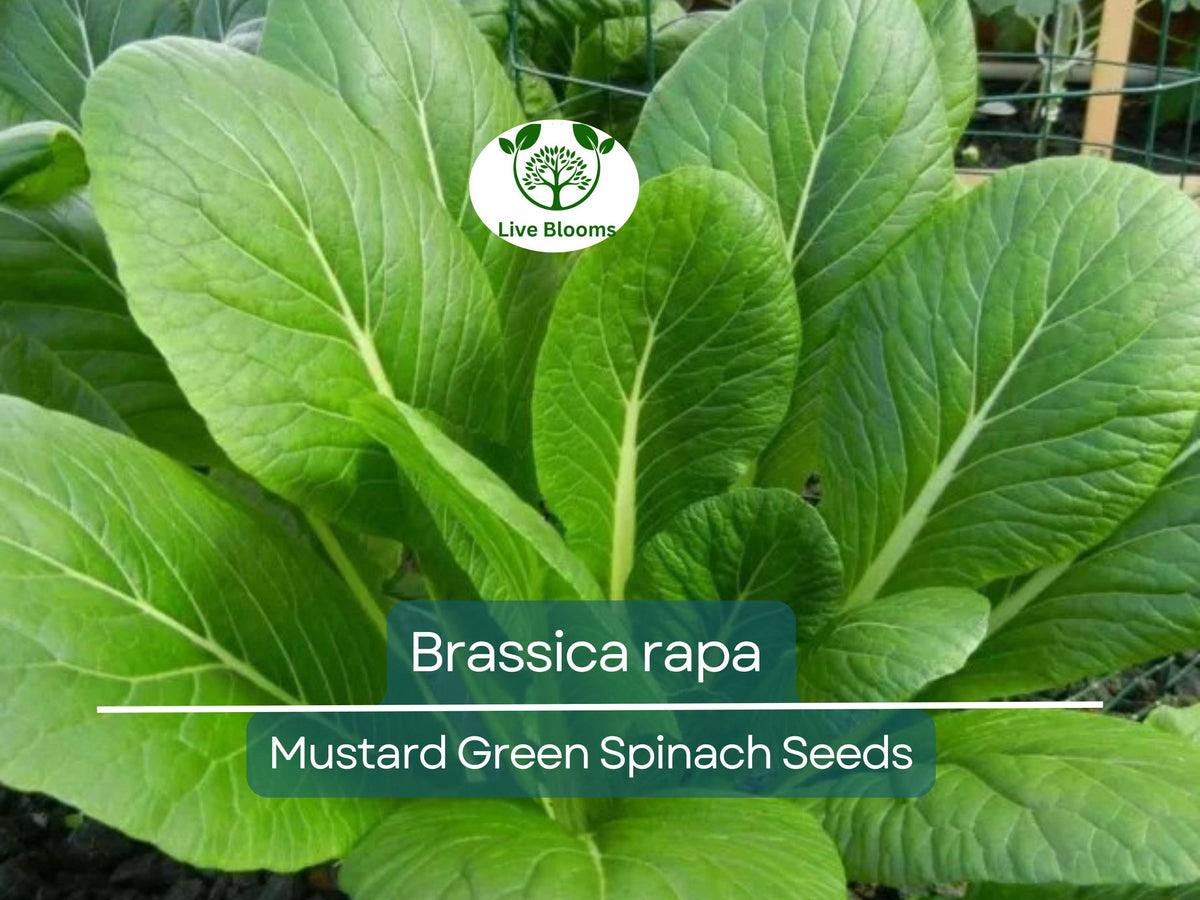 300 Seeds Mustard Green Spinach Komatsuna Tendergreen Brassica rapa - Nutritious, Fast-Growing Greens for Home Gardens