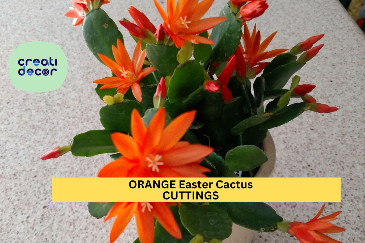 Christmas Cactus Starter Plant - Miss Shimano - Schlumbergera Truncata - Well-Rooted Indoor Cactus for Holiday Decor