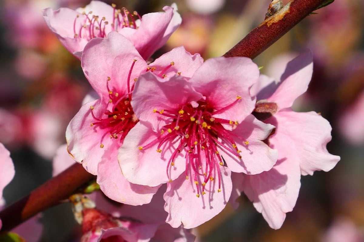Dwarf Red Haven Peach Tree 2 Ft | Pink Blossoms, Disease-Resistant | Prunus persica | Non-GMO, Ready to Plant