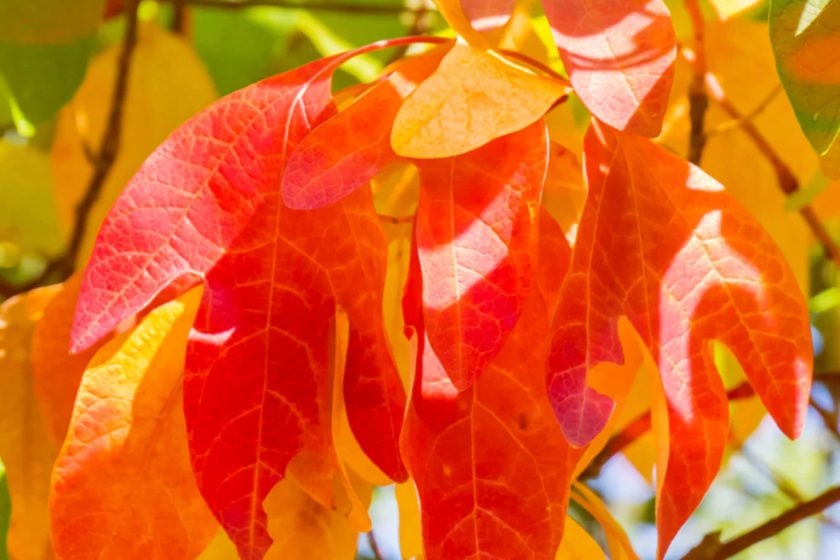 2 Sassafras Trees 1-2 Ft Live Bare Root | Aromatic Leaves | Fast Growing | Sassafras albidum | Perfect for Landscaping