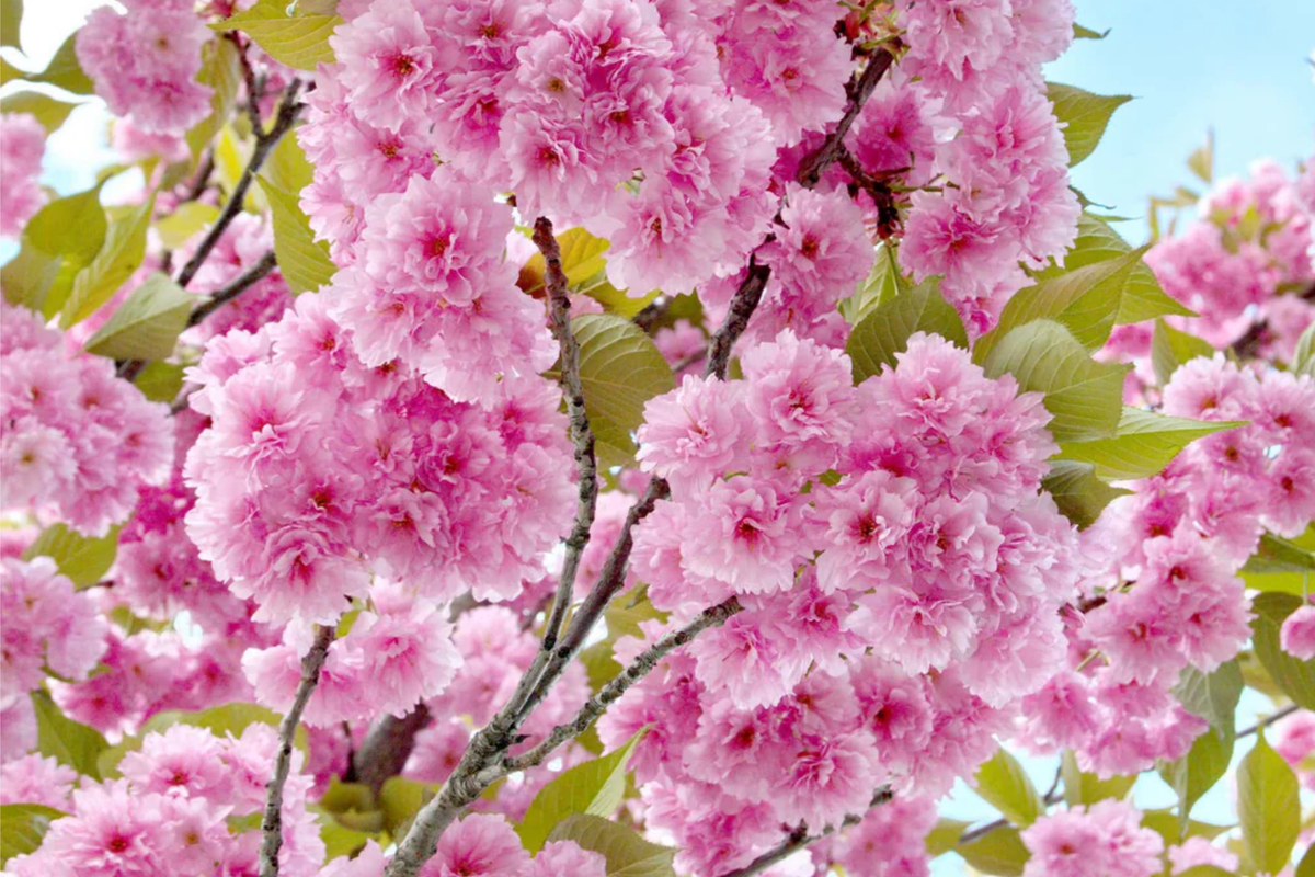 Kwanzan Flowering Cherry Tree - 1-2 Ft Live Bare Root - Pink Blooms - Prunus serrulata 'Kwanzan' - Fast Growing for Home Gardens